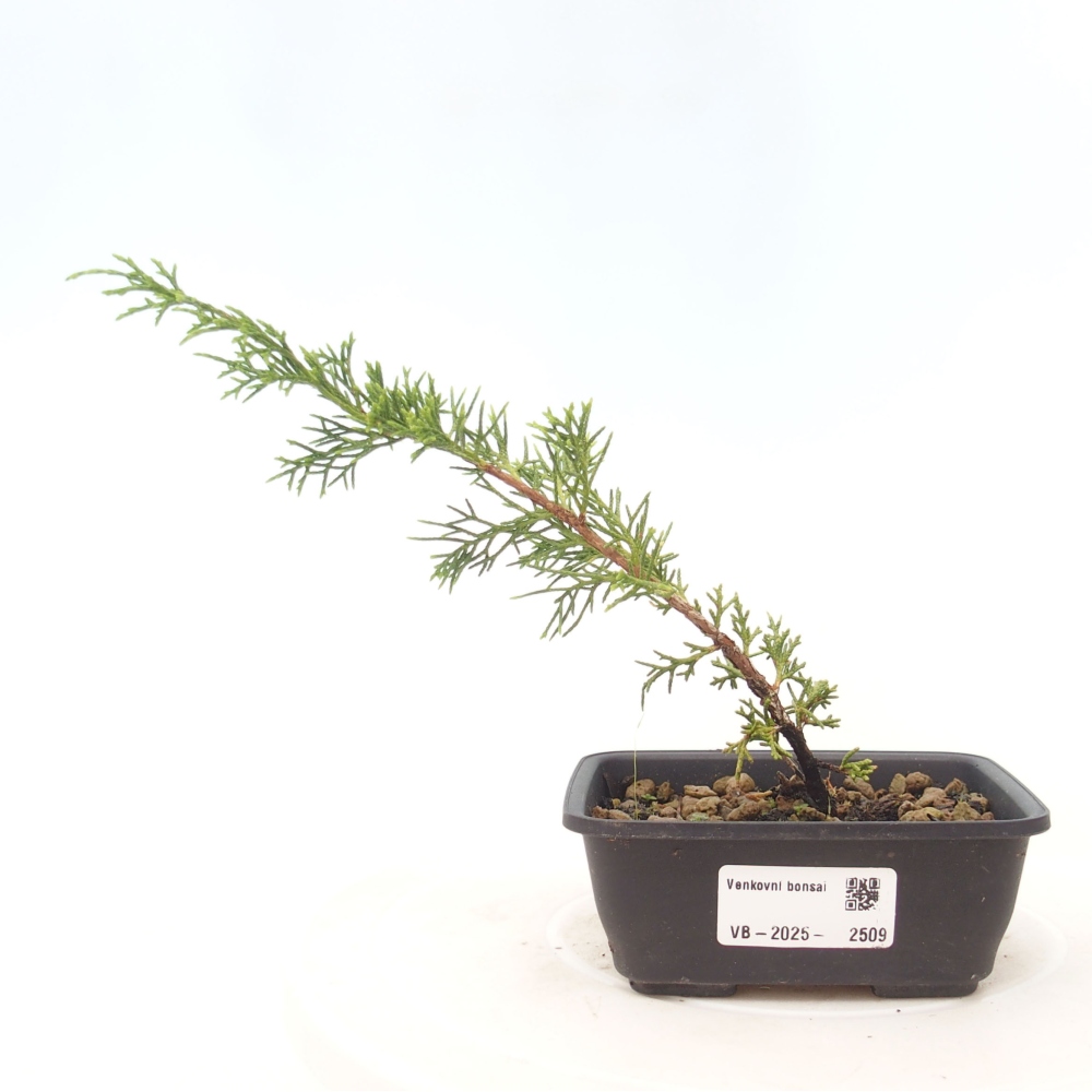 Bonsai voor buiten - Juniperus chinensis Itoigawa
