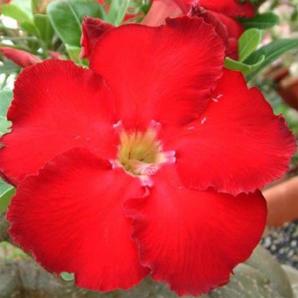 Kamerbonsai - Adenium obesum Red Star - Woestijnroos