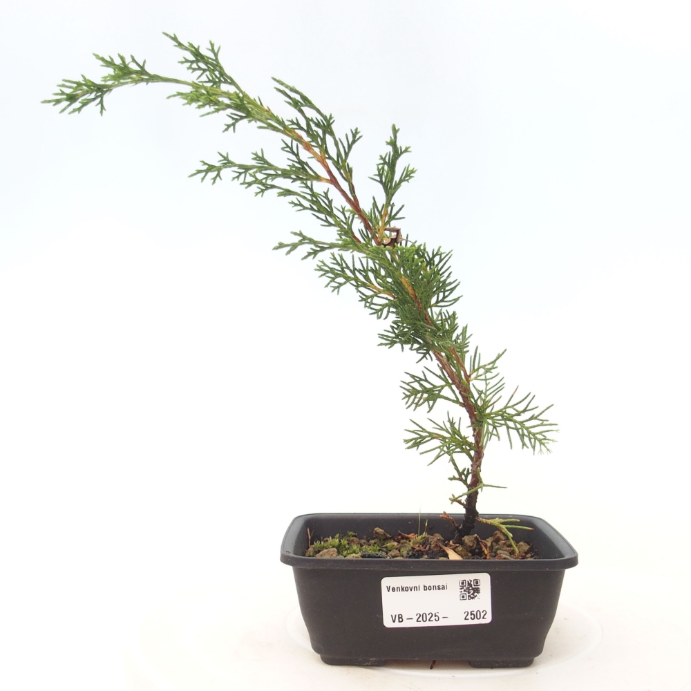 Bonsai voor buiten - Juniperus chinensis Itoigawa