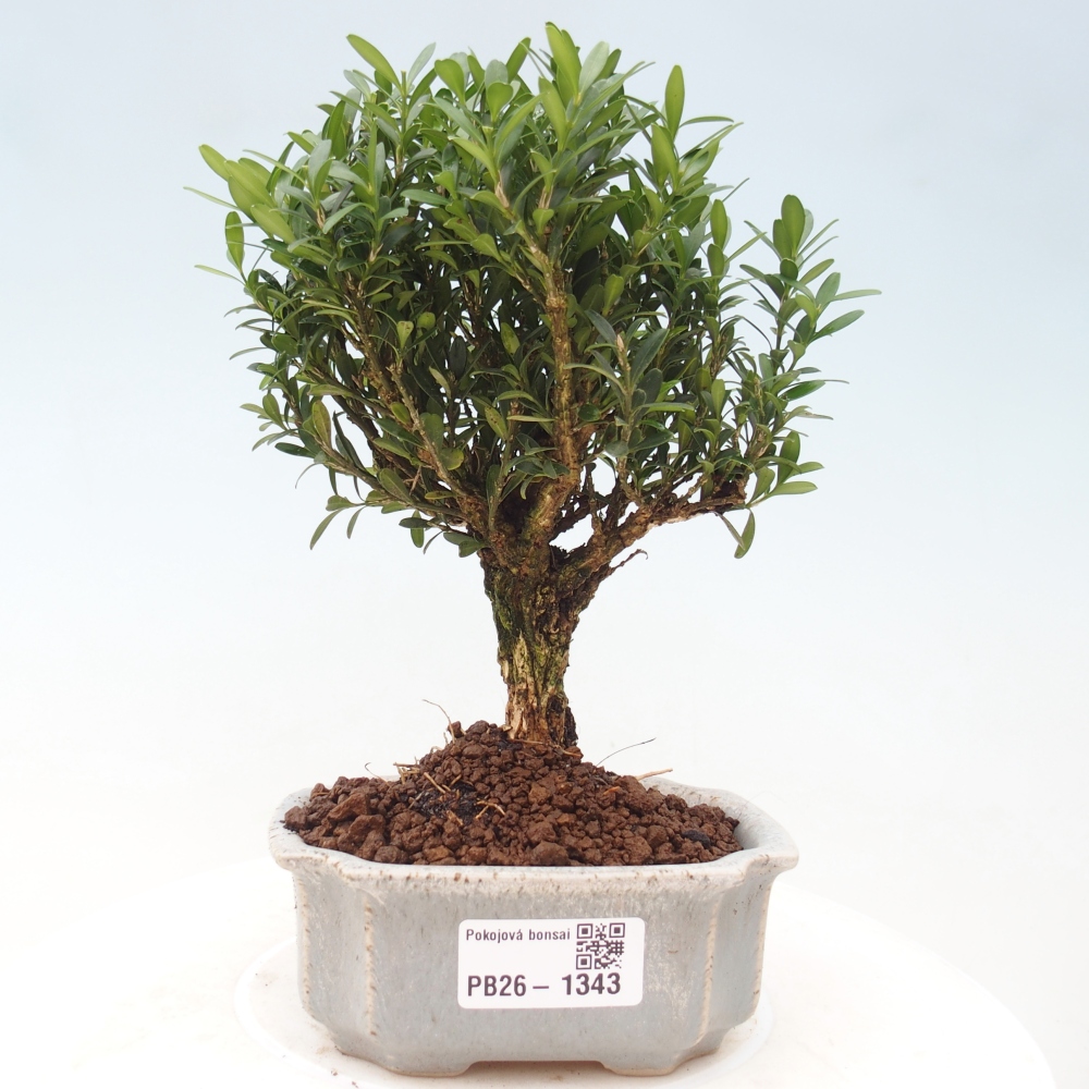 Kamerbonsai - Buxus harlandii - kurk buxus