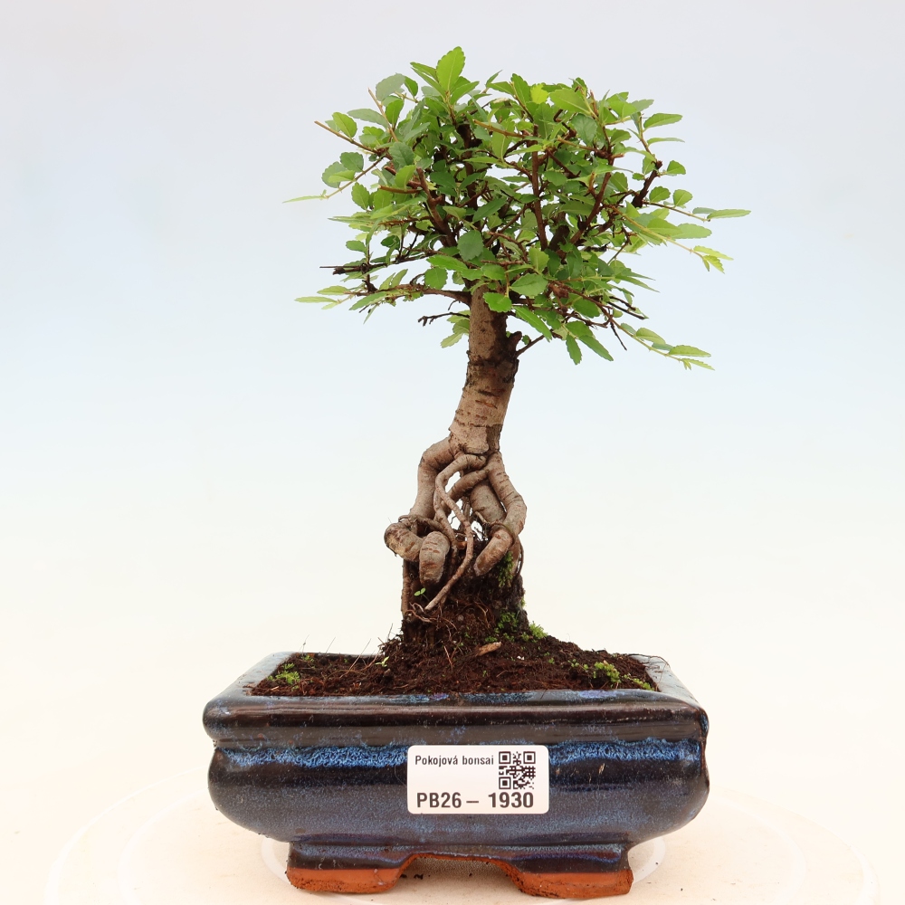 Kamerbonsai - Ulmus parvifolia - Winteriep