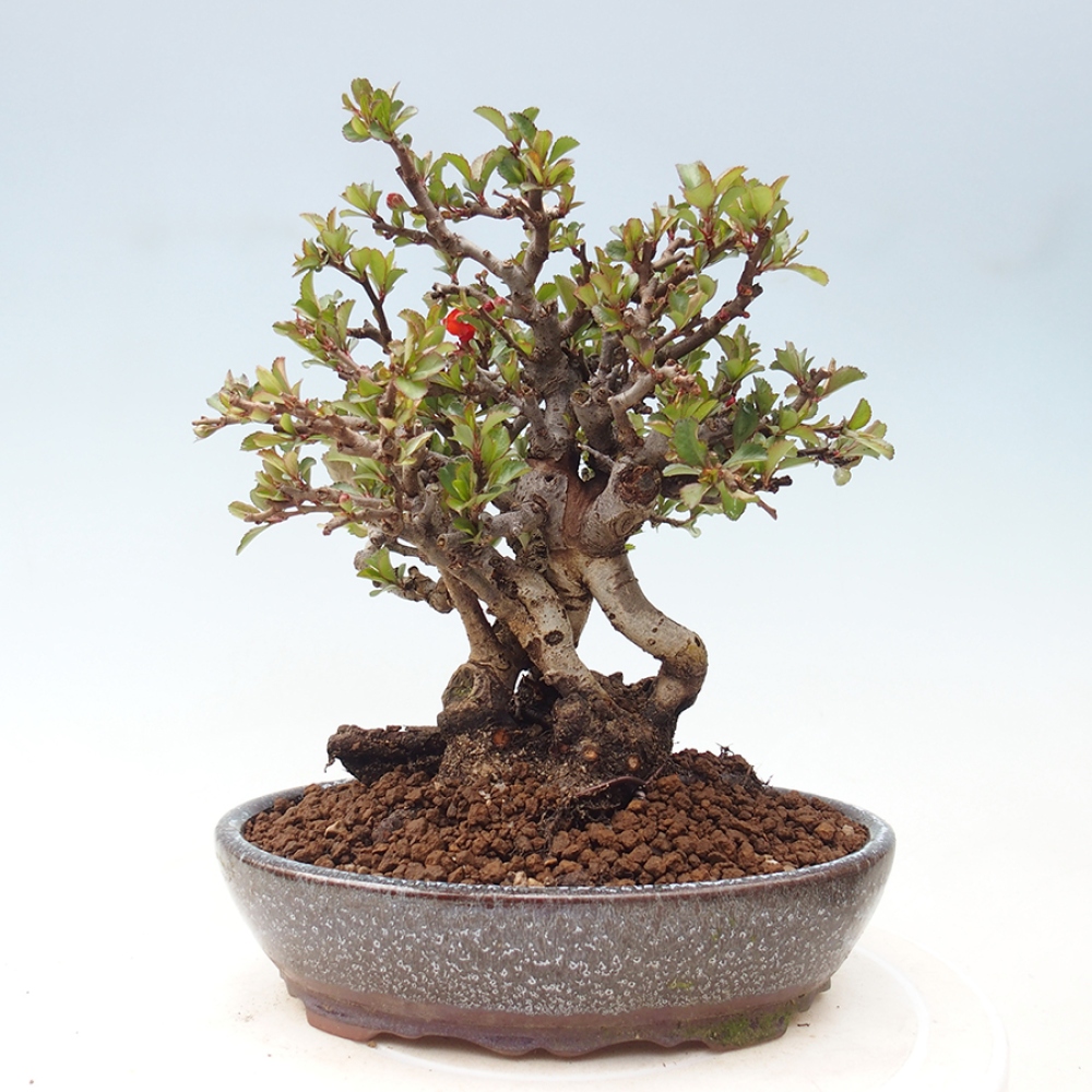 Bonsai voor buiten - Chaneomeles speciosa - Kweepeer