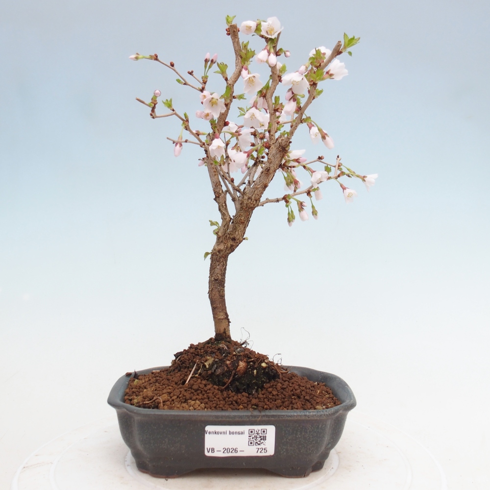 Bonsai voor buiten - Prunus incisa Kojou-no mai-Plivon uitgesneden