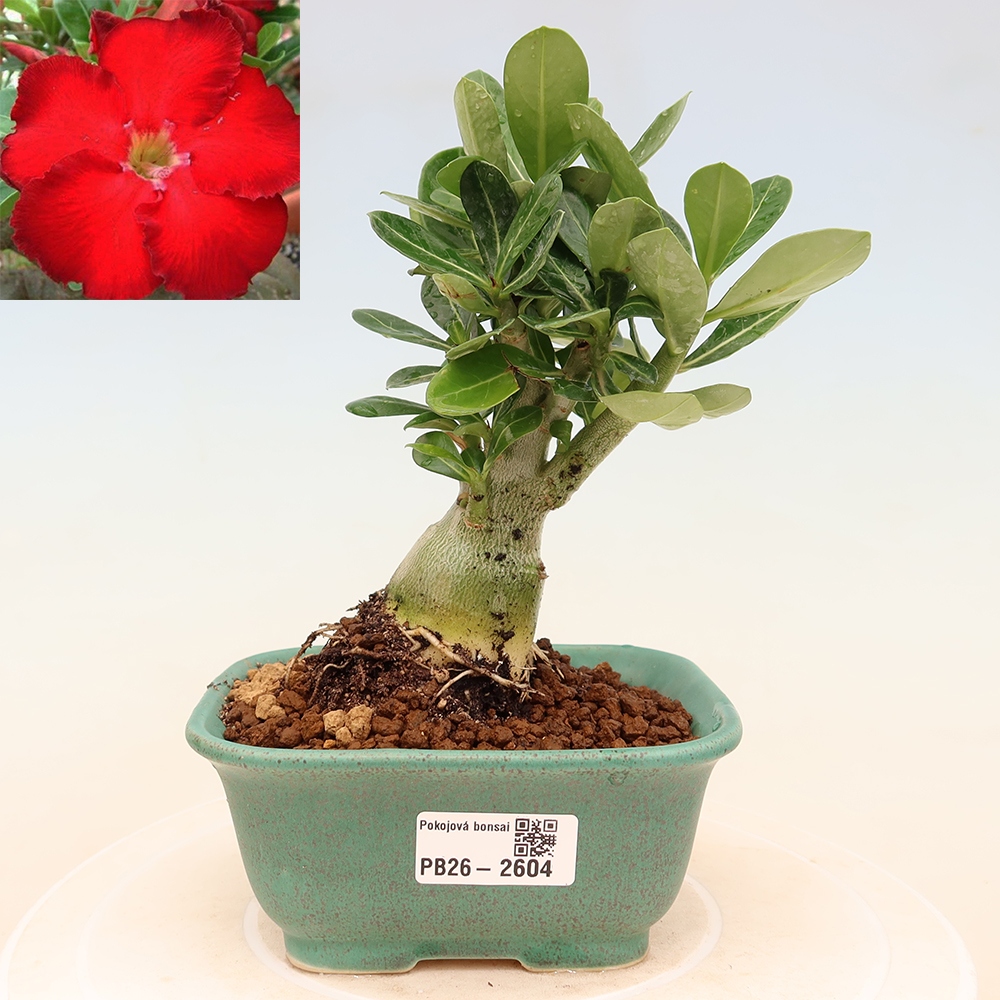 Kamerbonsai - Adenium obesum Red Star - Woestijnroos