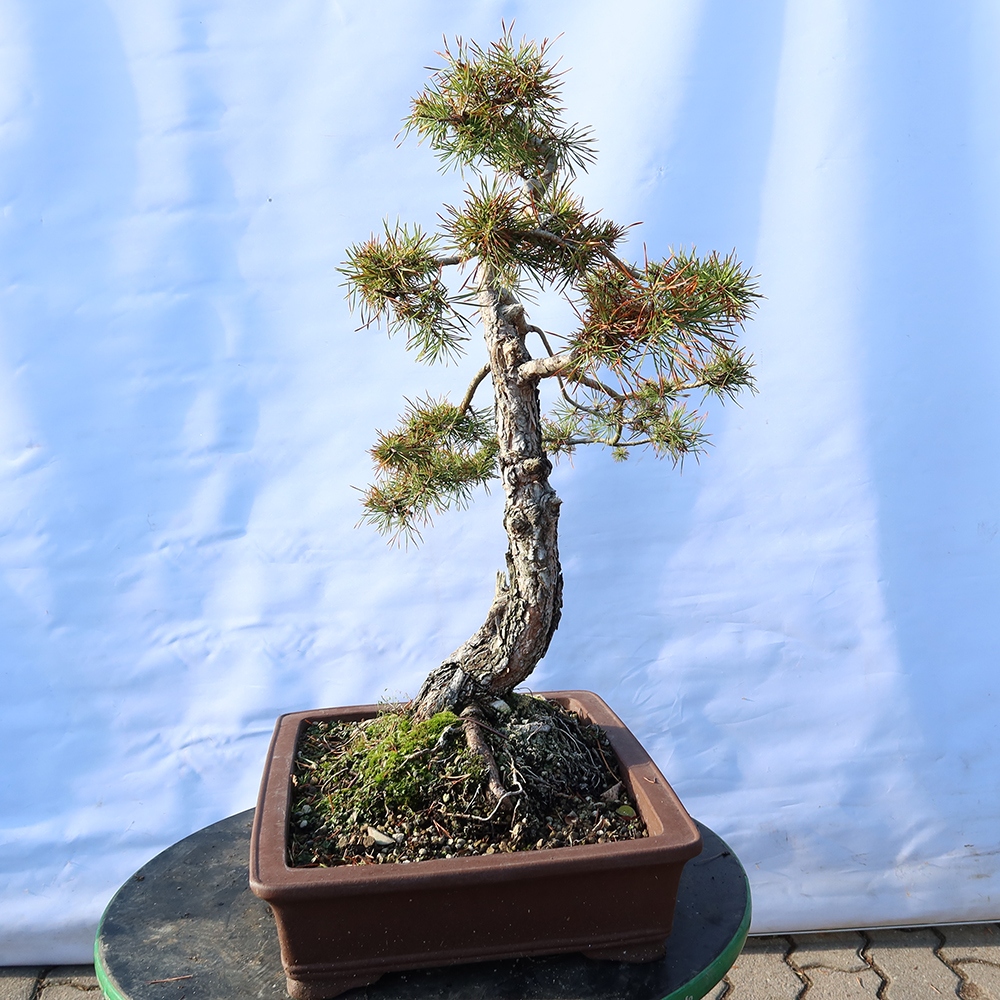 Pinus sylvestris Spanje - grove den