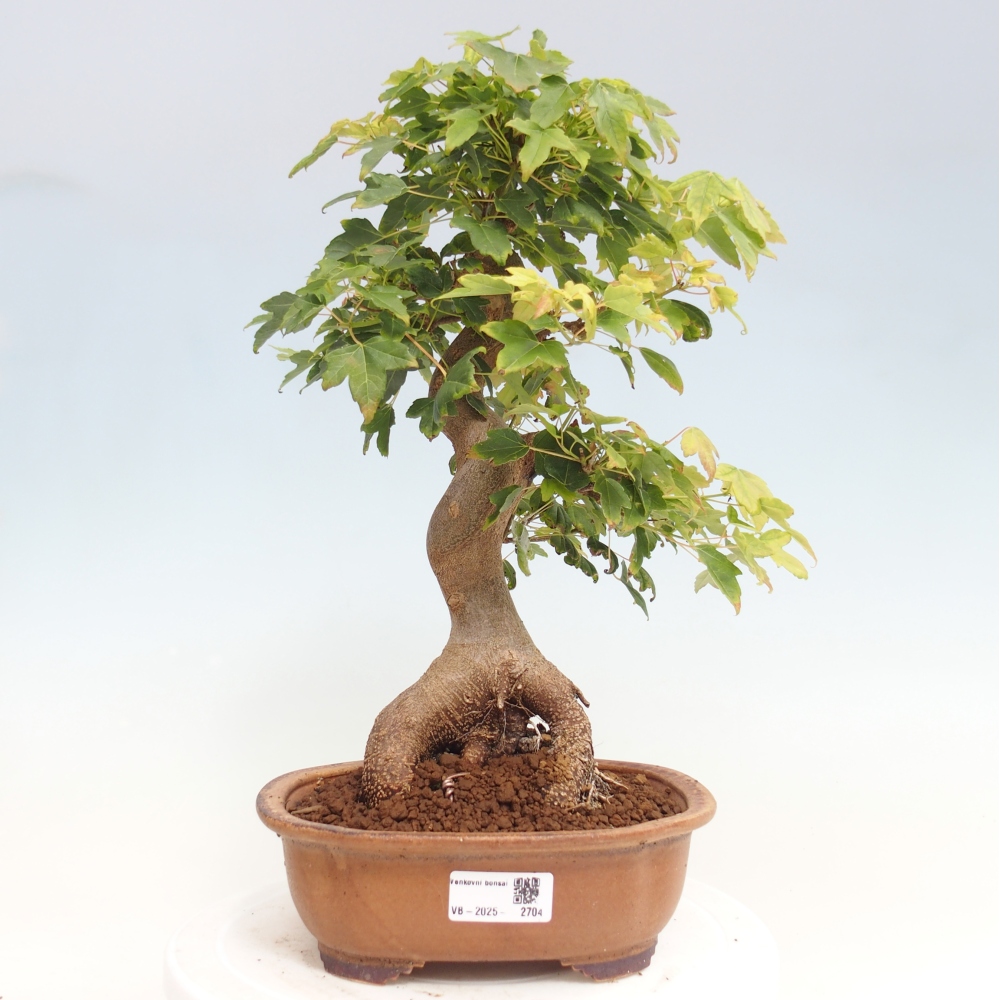Bonsai voor buiten - Acer Buergerianum - Burgeresdoorn