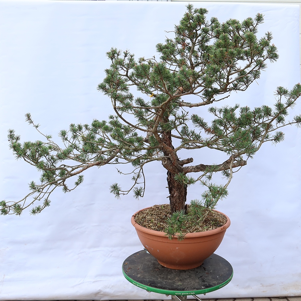 Pinus sylvestris Spanje - grove den