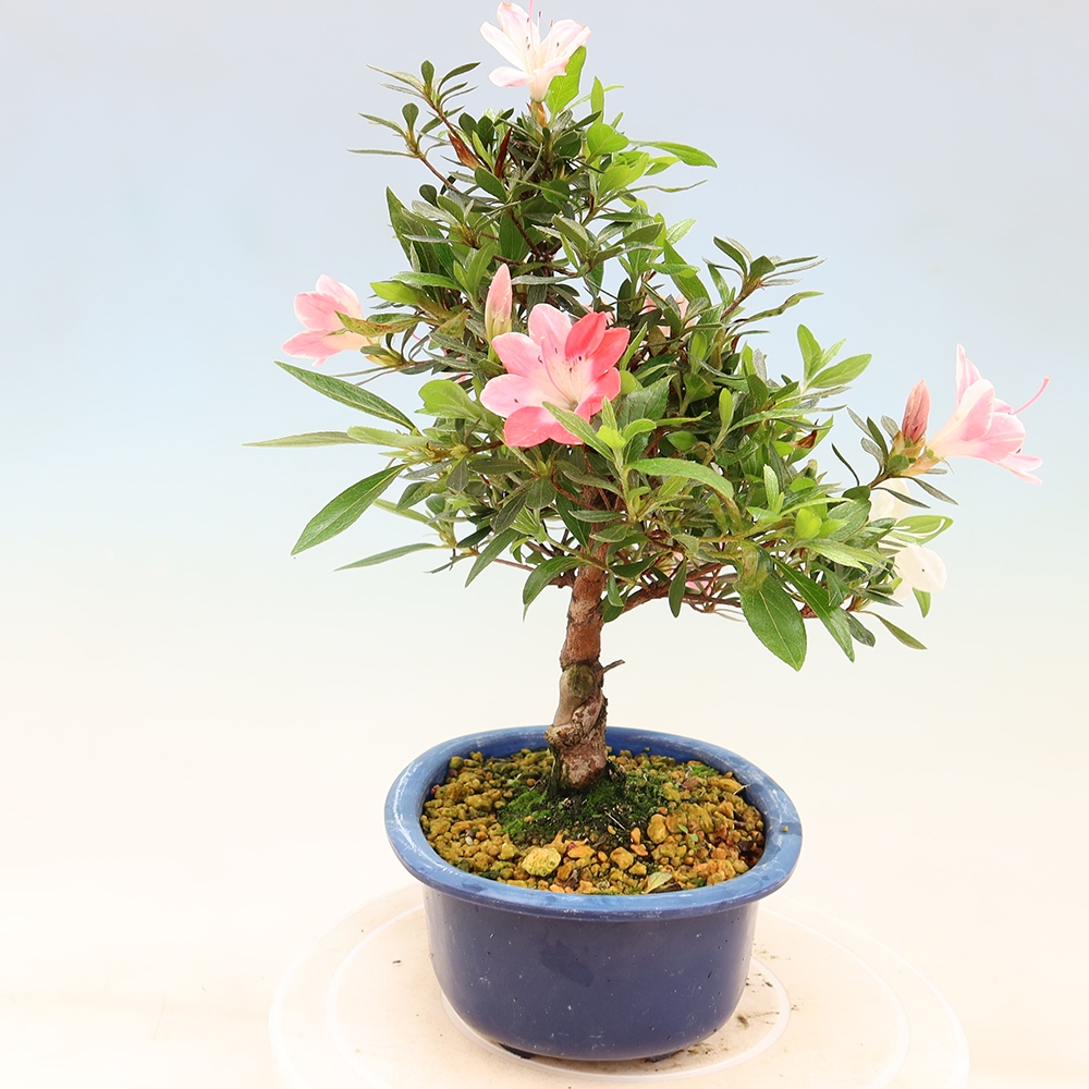 Bonsai voor buiten - Japanse Azalea - Azalea Senhime