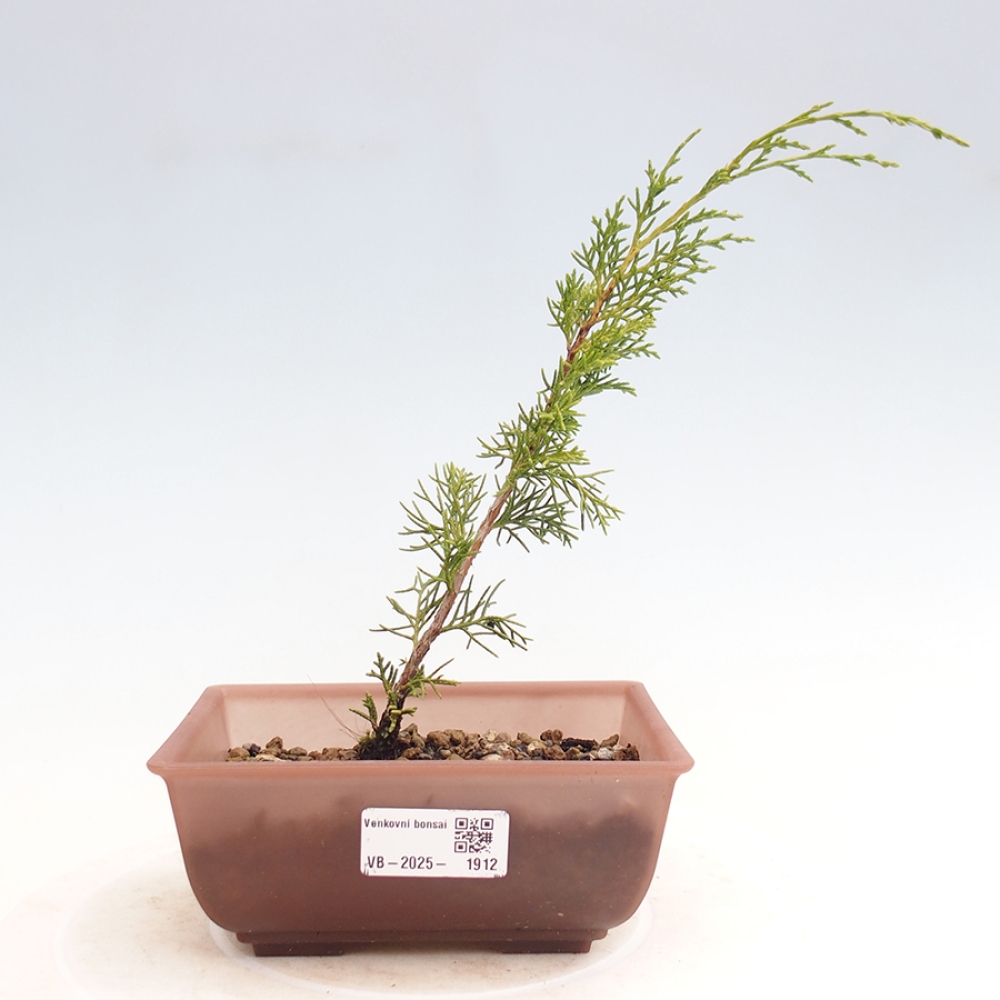 Bonsai voor buiten - Juniperus chinensis Itoigawa