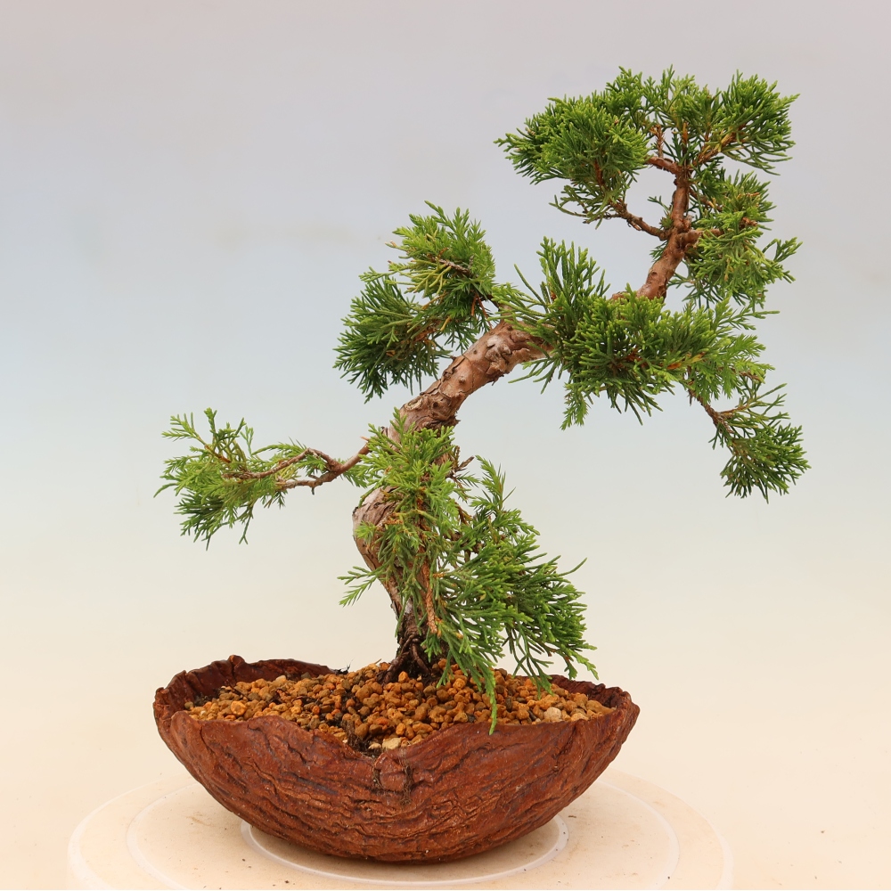 Bonsai voor buiten - Juniperus chinensis Itoigawa