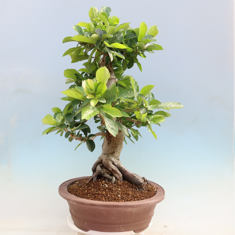 Bonsai voor buiten - Photinia villosa