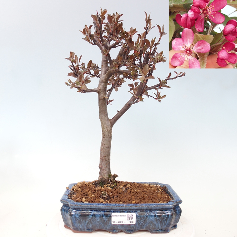 Bonsai voor buiten -Malus domestica - Roodbladige appelboom met kleine vruchten