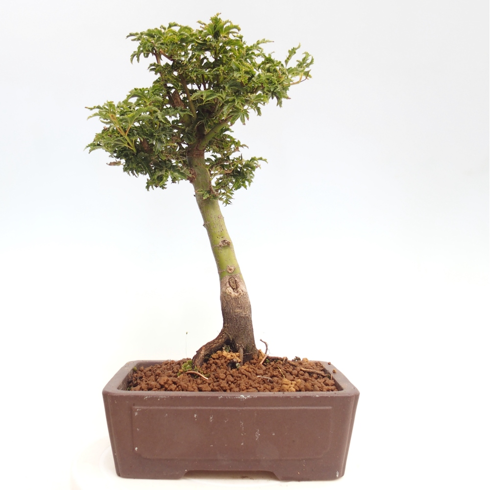 Bonsai voor buiten -Javor palm Acer palmatum Shishigashira