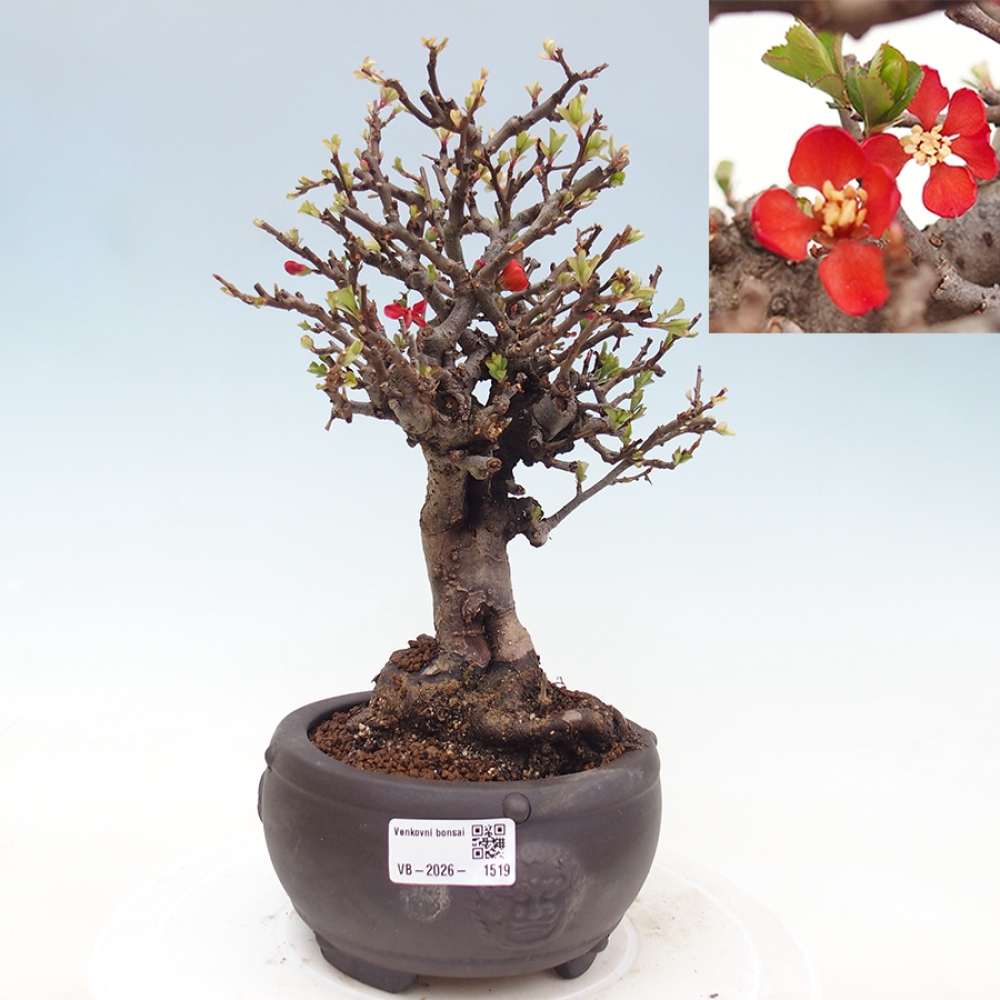 Bonsai voor buiten - Chaneomeles speciosa - Kweepeer