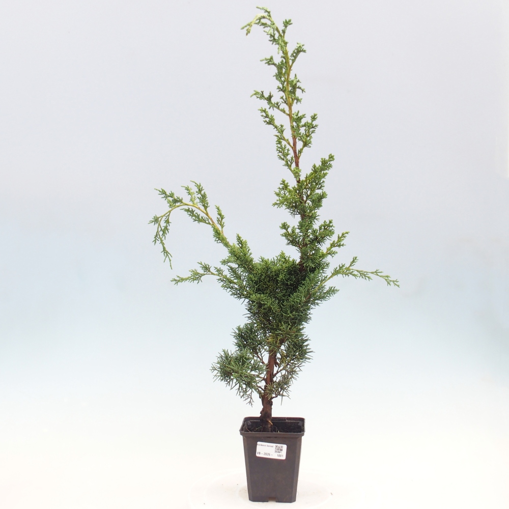 Bonsai voor buiten - Juniperus chinensis Kishu