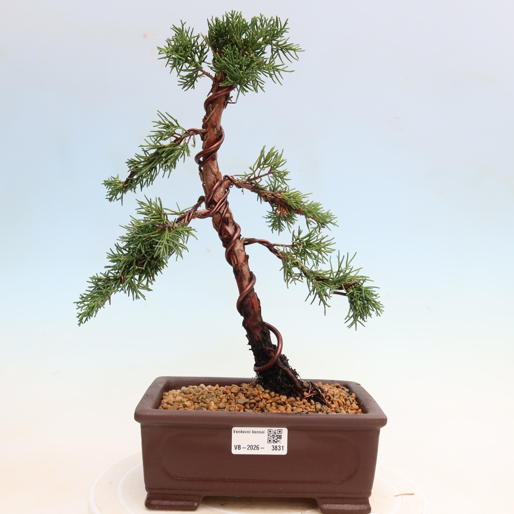 Bonsai voor buiten - Juniperus chinensis Kishu