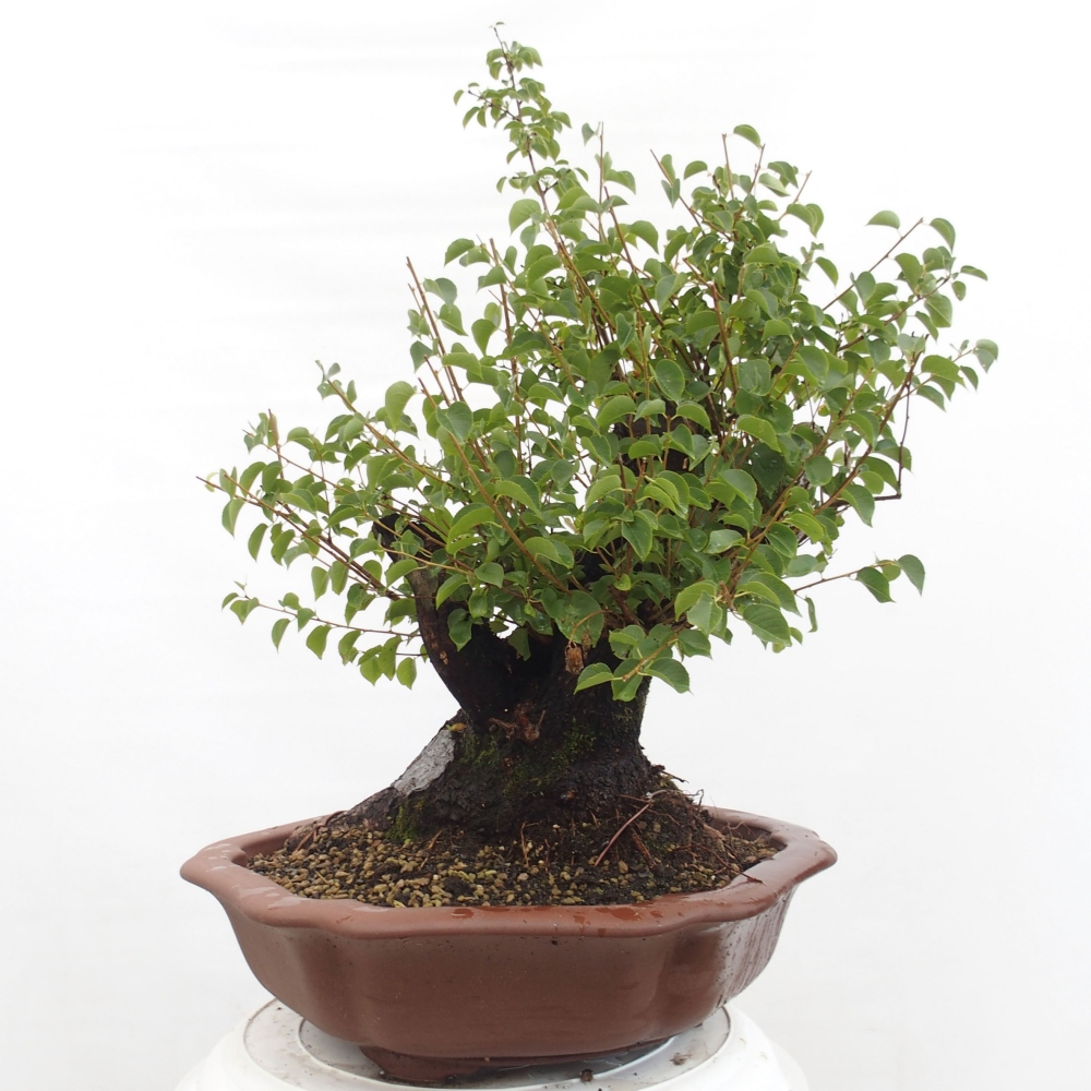 Bonsai voor buiten - Mahalebka - Prunus mahaleb