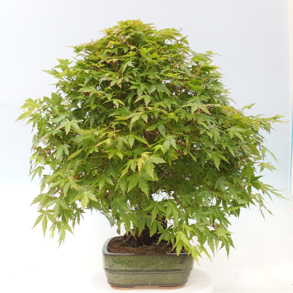 Bonsai voor buiten - Acer palmatum - ALLEEN palletvoorbereiding