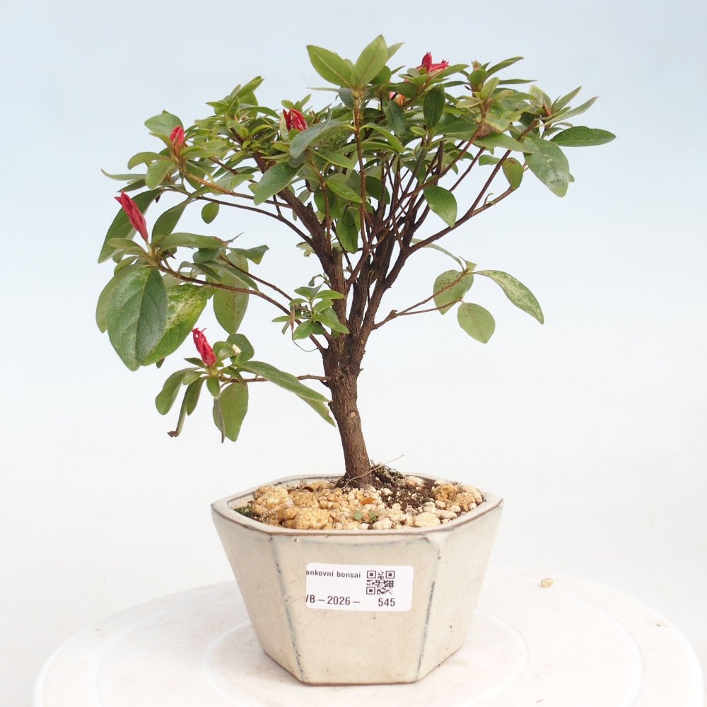 Bonsai voor buiten - Japanse azalea - Azalea sp.