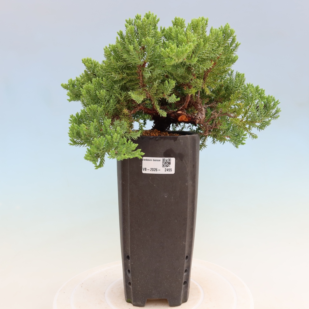 Bonsai voor buiten - Juniperus procumbens - Juniperus procumbens