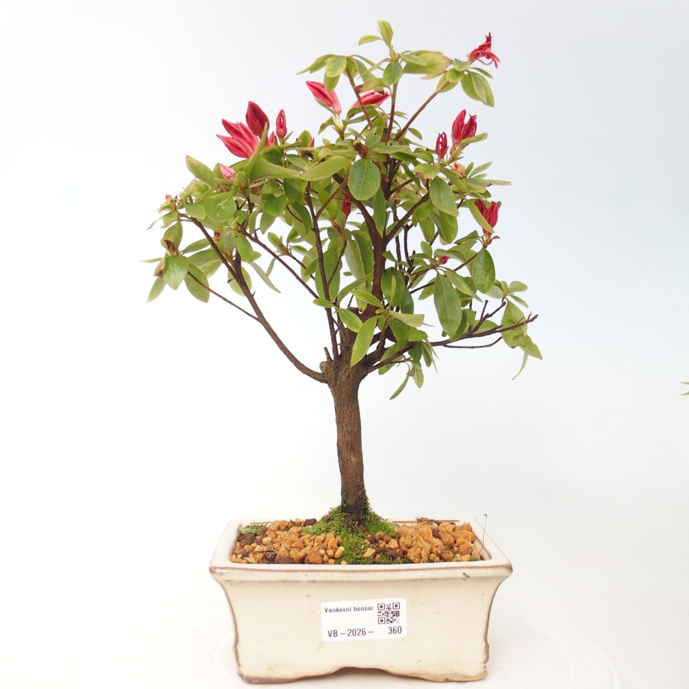 Bonsai voor buiten - Japanse azalea - Azalea sp.
