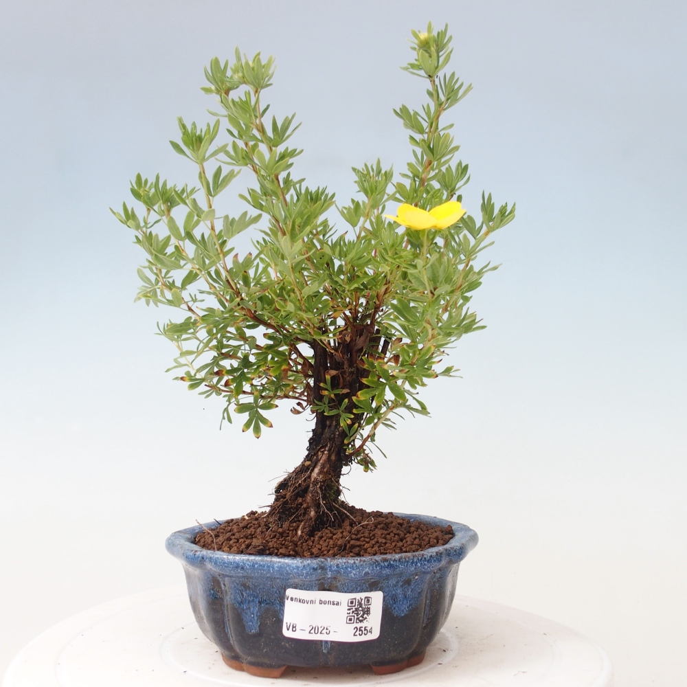 Bonsai voor buiten - Potentila fruticosa gele vogel
