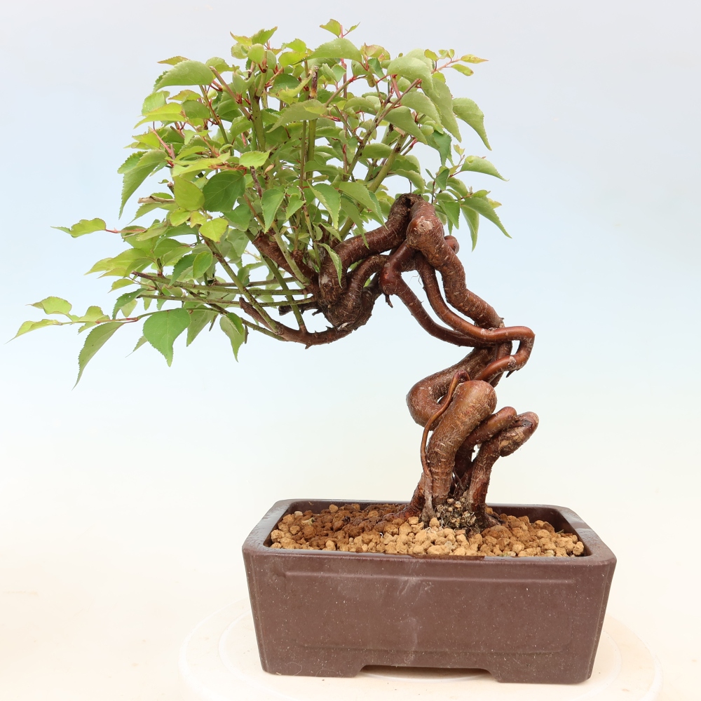 Bonsai voor buiten – Japanse abrikoos – Prunus Mume