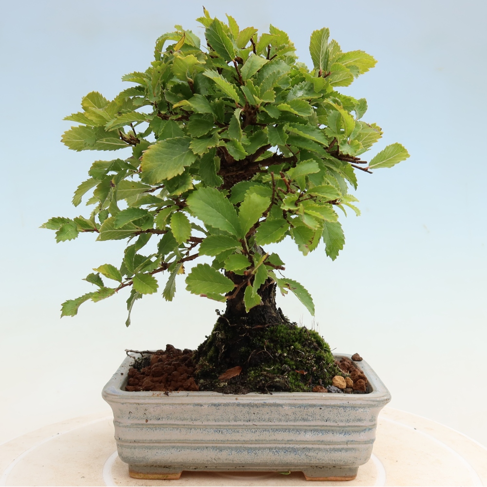 Bonsai voor buiten - Zelkova - Zelkova NIRE