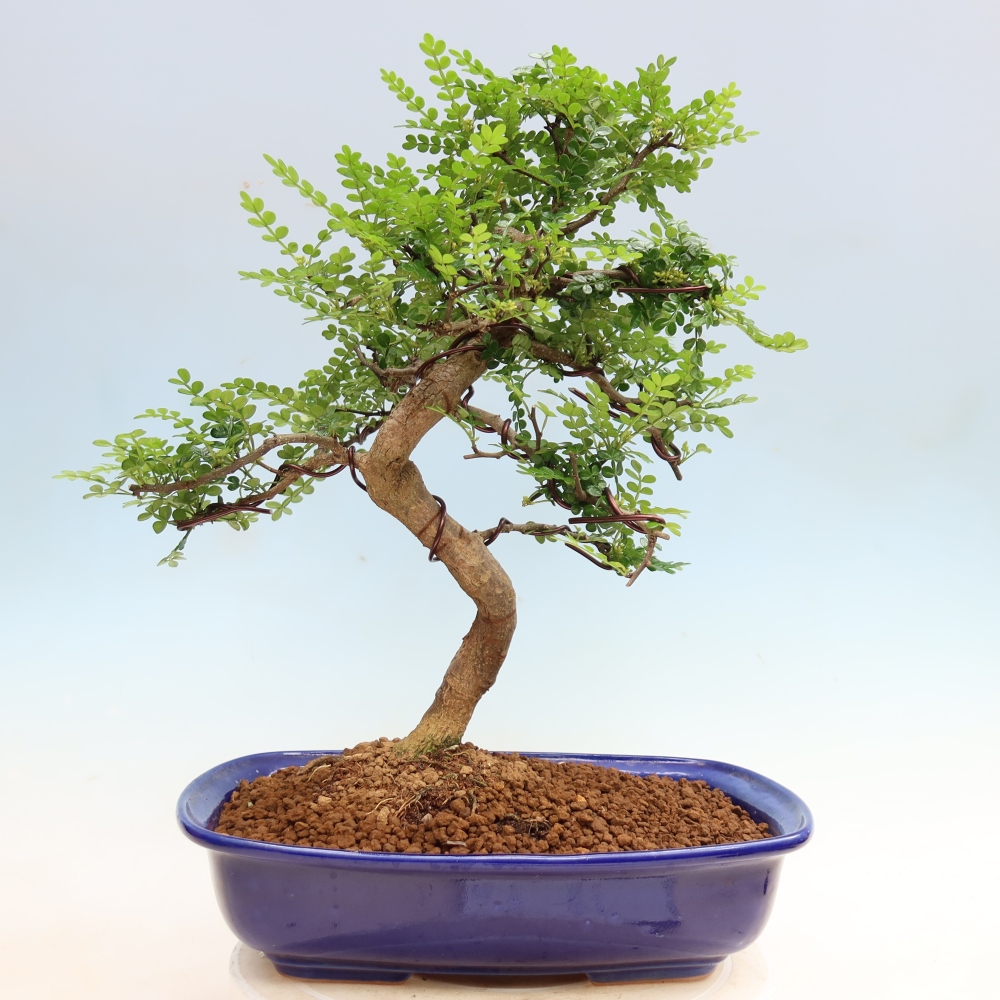 Kamerbonsai - Zantoxylum piperitum - peperboom