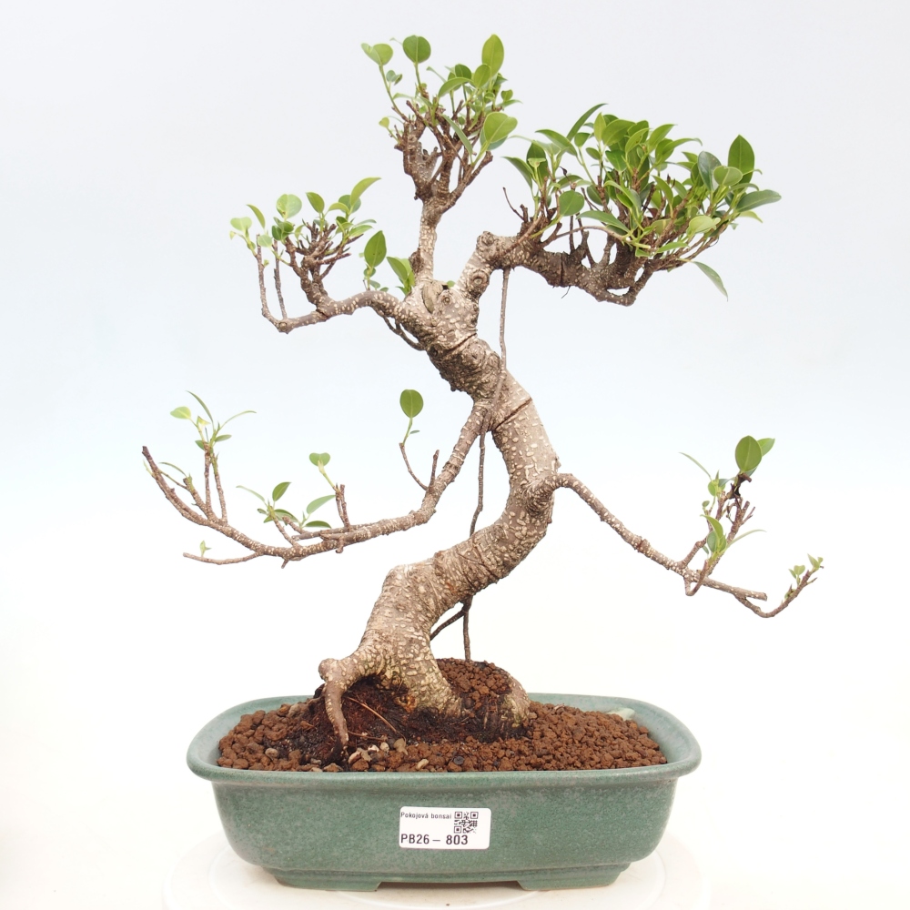 Kamerbonsai - Ficus kimmen - kleinbladige ficus