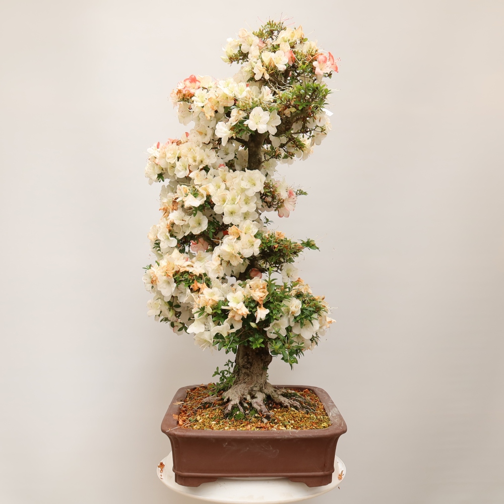 Bonsai voor buiten - Japanse Azalea - Azalea Tochizumi