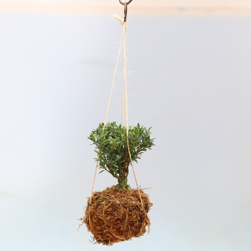 Kokedama in een keramische pot - Buxus harlandii - kurkbuksus