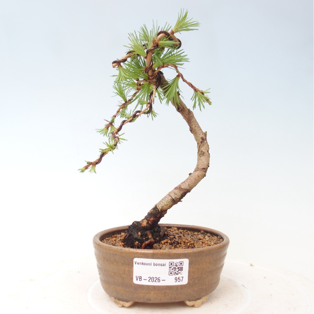 Bonsai voor buiten - Larix Kaempferi - Japanse lariks