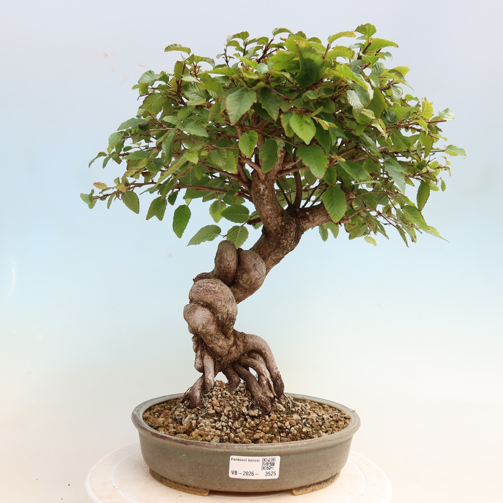 Bonsai voor buiten -Carpinus CARPINOIDES - Koreaanse haagbeuk