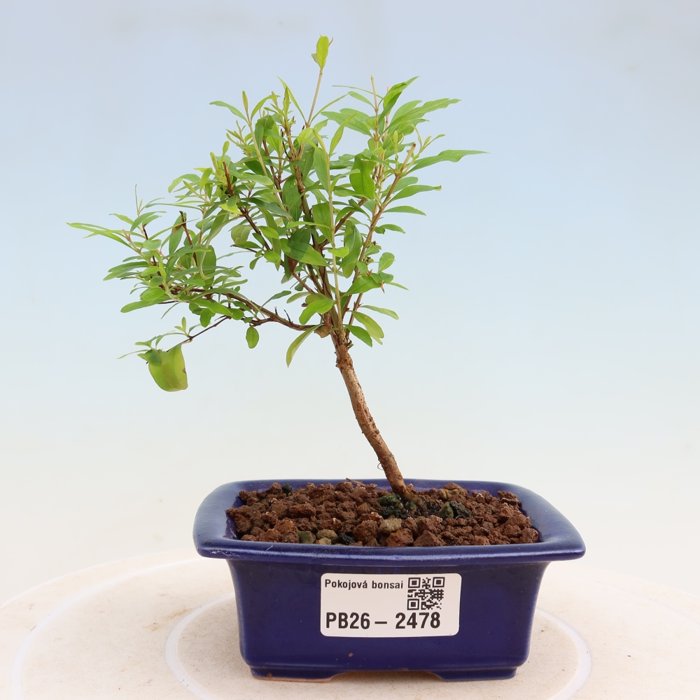 Kamerbonsai-PUNICA granatum nana-Granaatappel