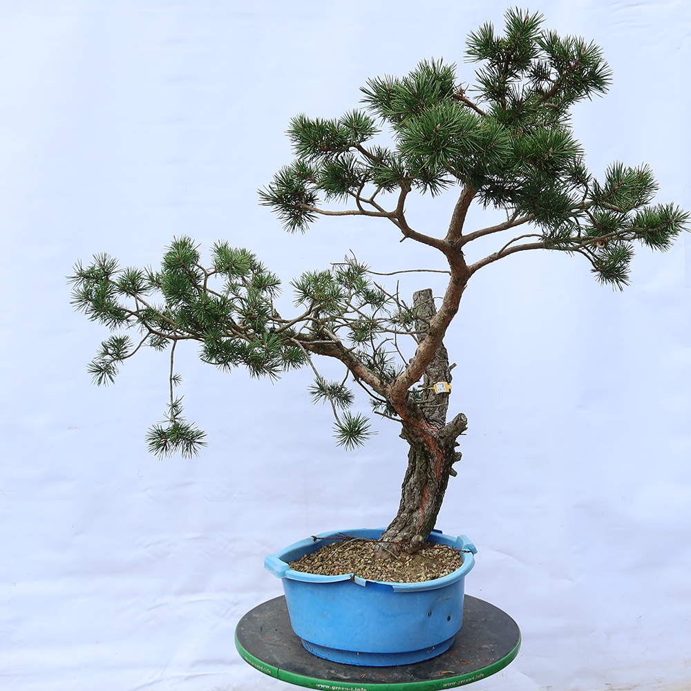 Pinus sylvestris Spanje - grove den