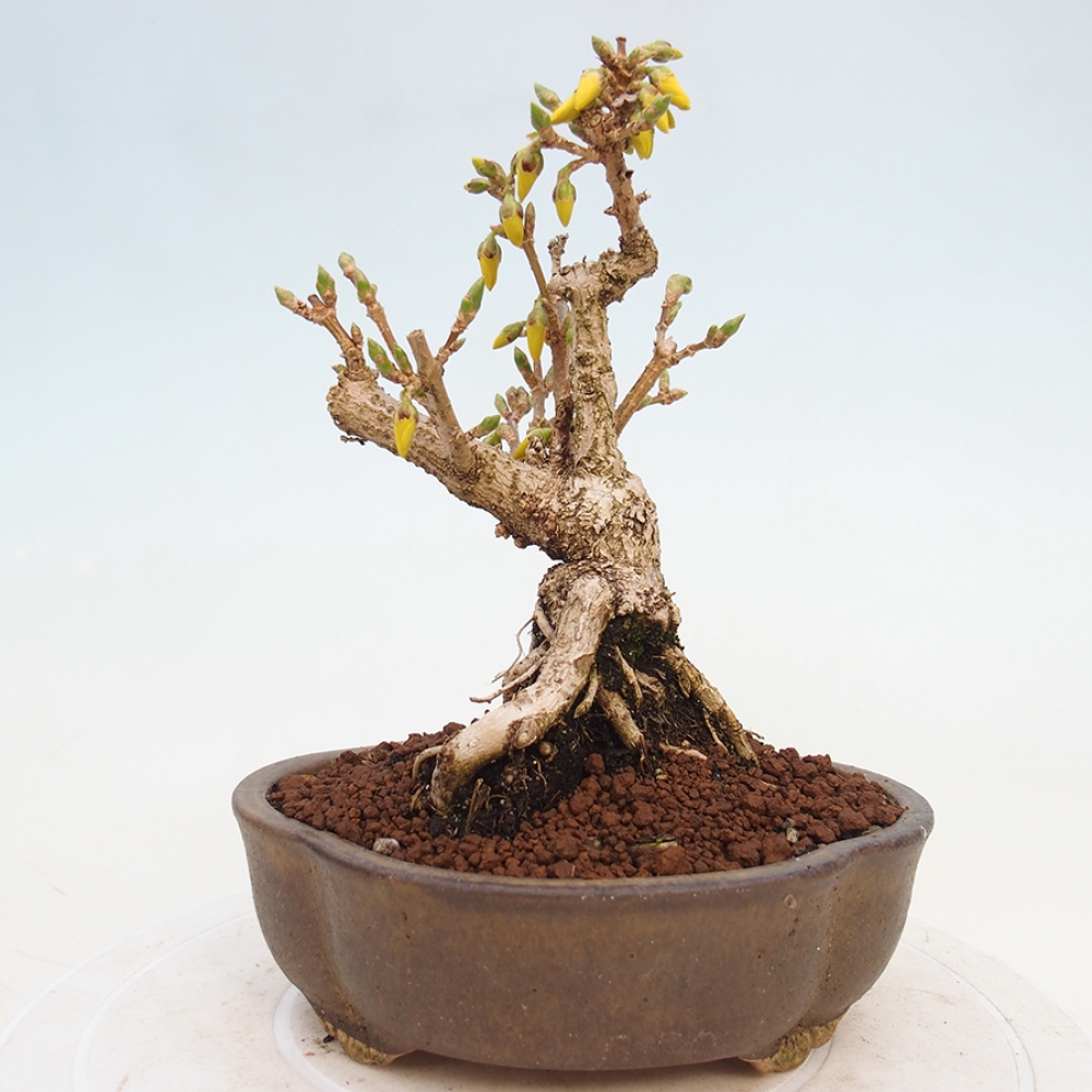 Bonsai voor buiten - Zlatice - Forsythia intermedia