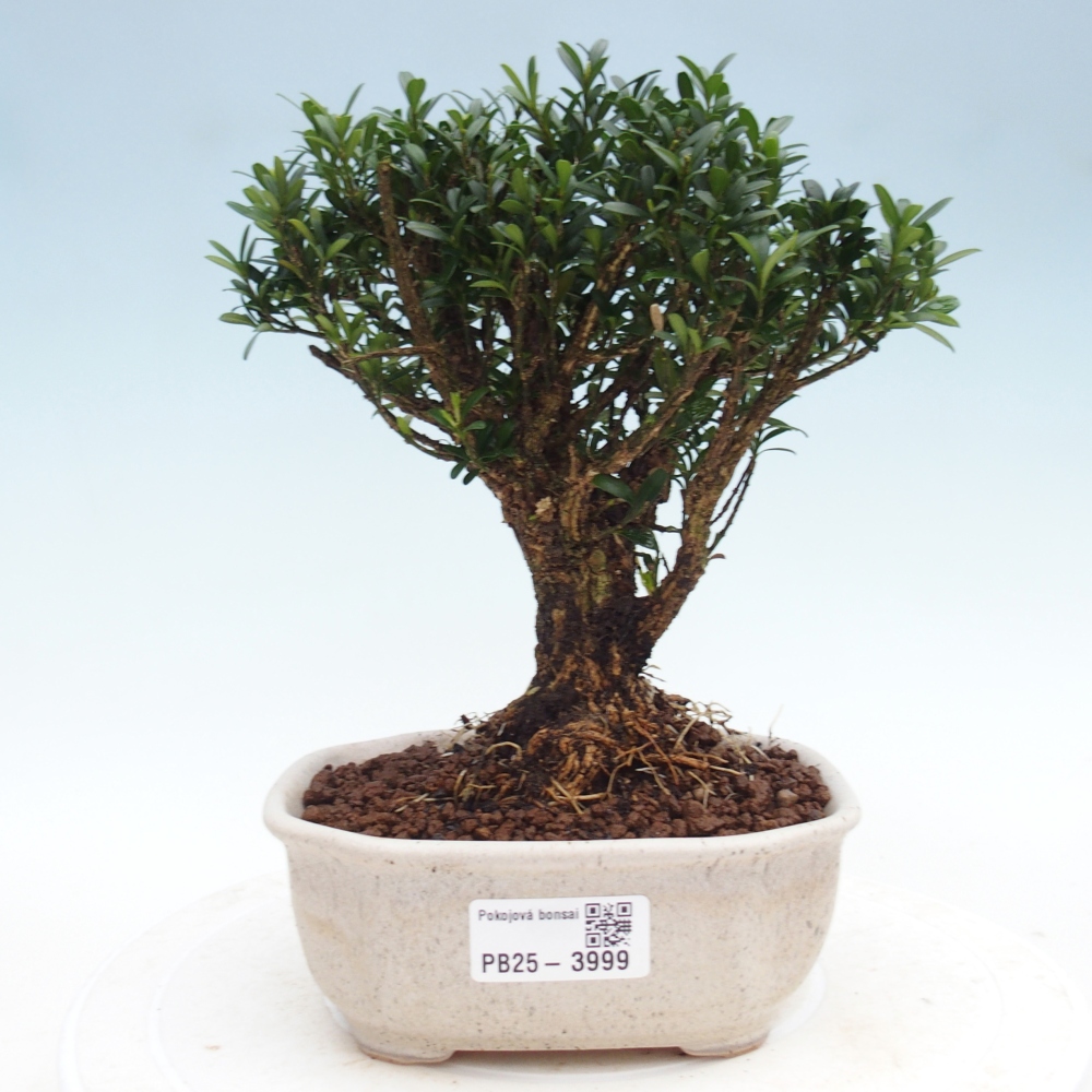 Kamerbonsai - Buxus harlandii - kurk buxus