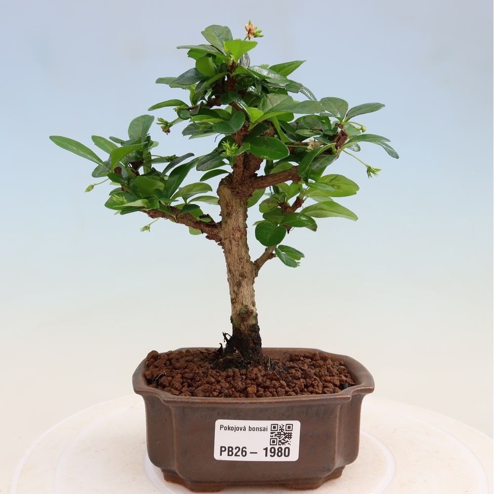 Kamerbonsai - Carmona macrophylla - Thee fuki