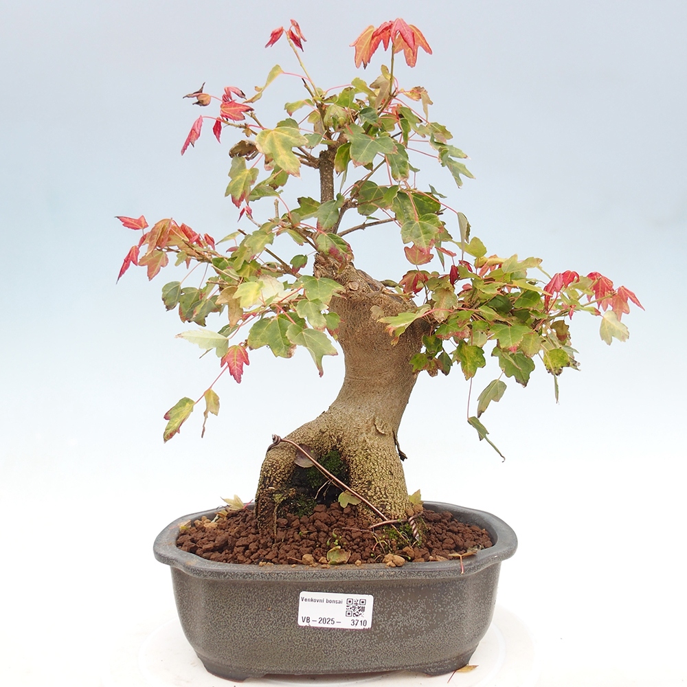 Bonsai voor buiten - Acer Buergerianum - Burgeresdoorn