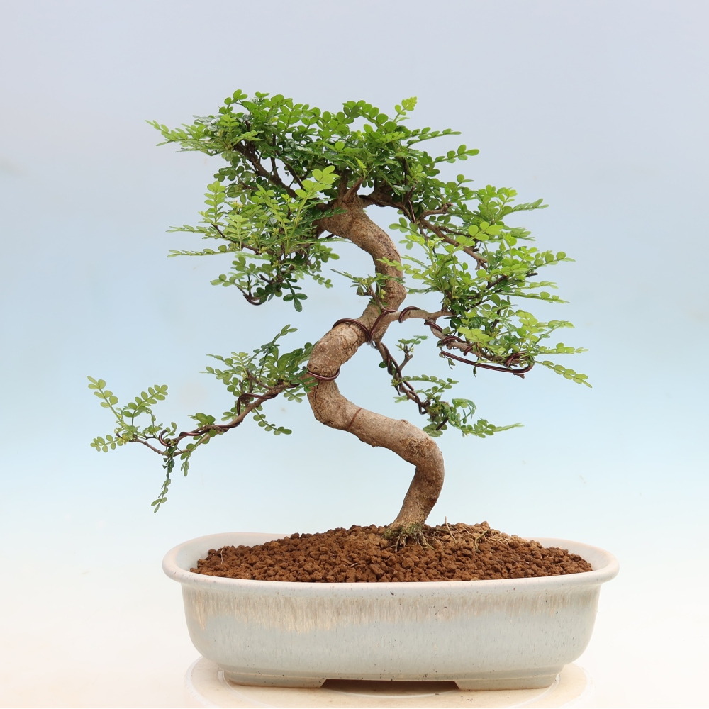 Kamerbonsai - Zantoxylum piperitum - peperboom