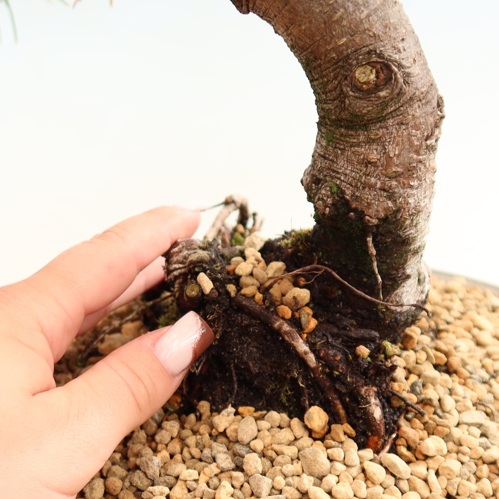 Bonsai voor buiten - Pinus mugo Humpy  - Bergden