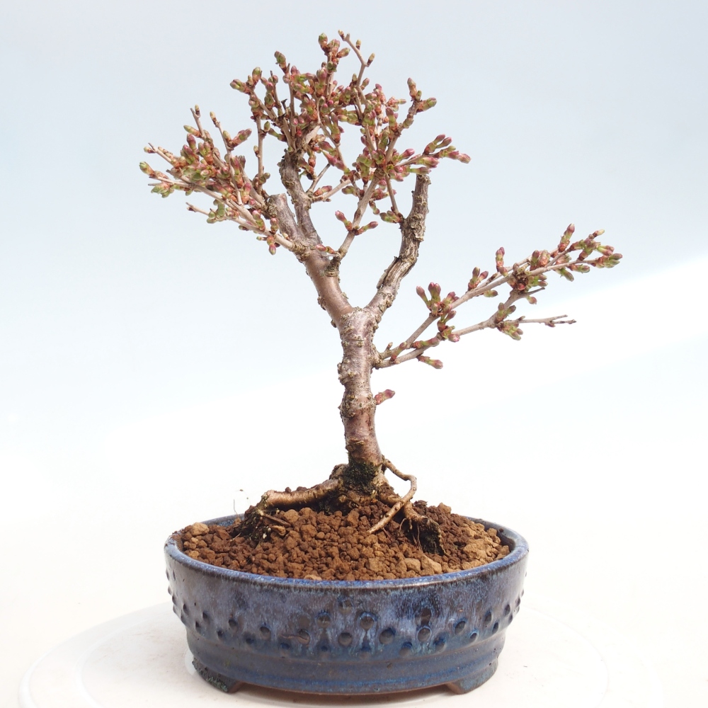 Bonsai voor buiten - Prunus incisa Kojou-no mai-Plivon uitgesneden