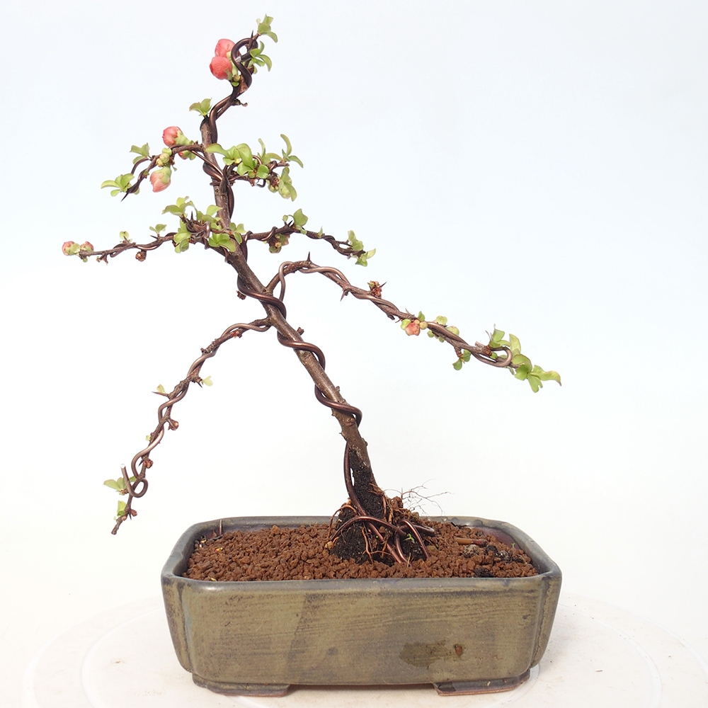 Bonsai voor buiten - Chaneomeles s. Red Joy - Kweepeer