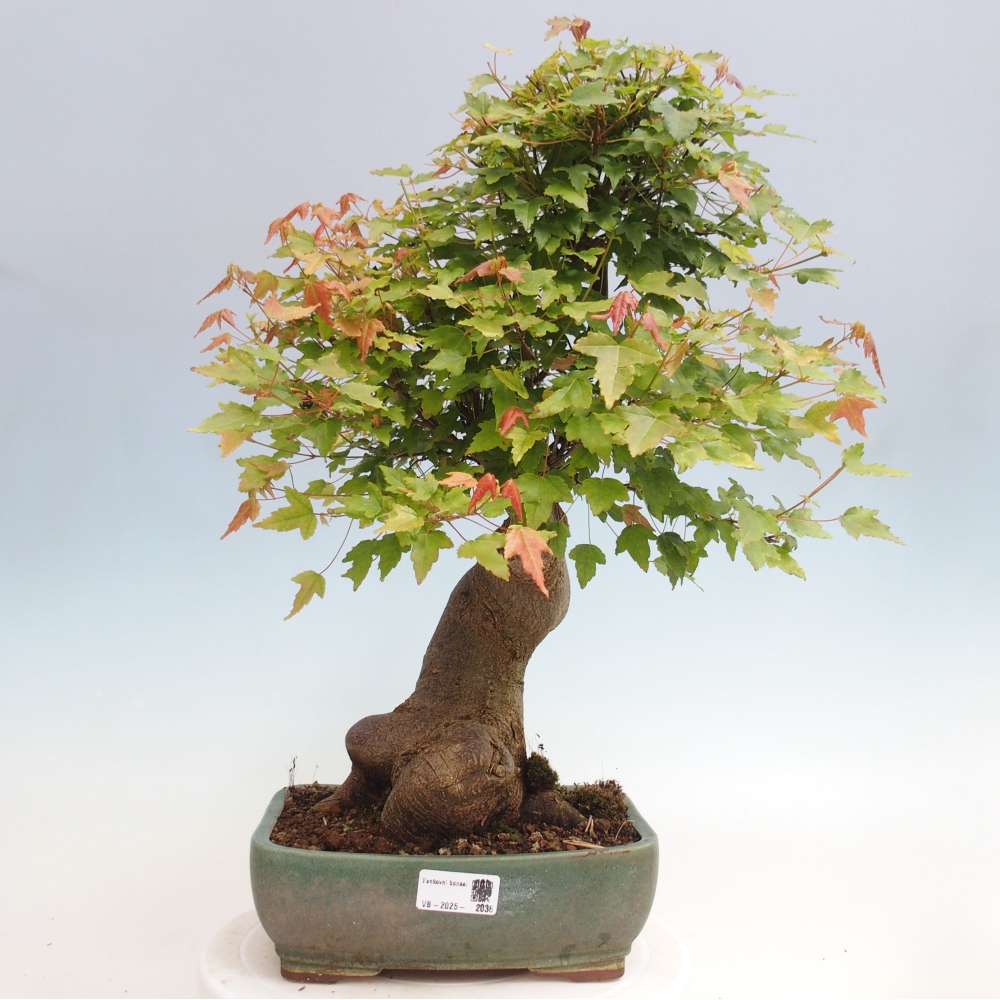 Bonsai voor buiten - Acer Buergerianum - Burgeresdoorn