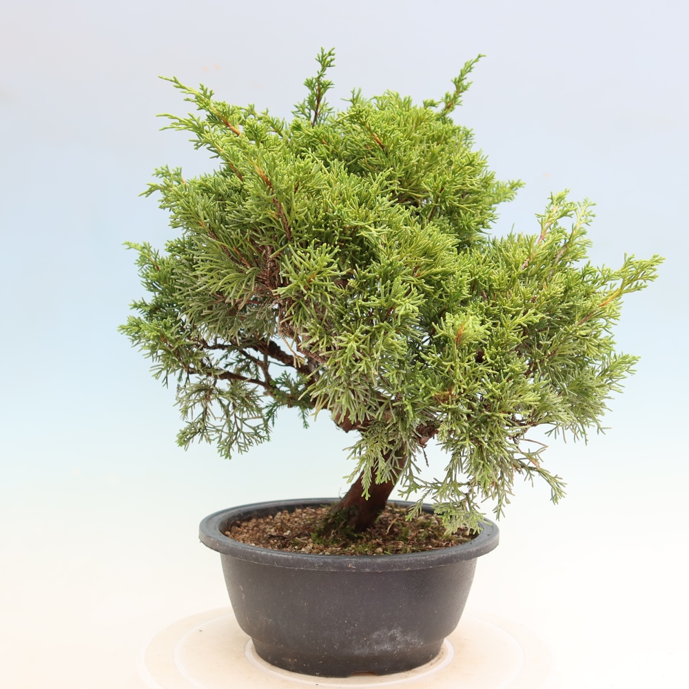 Bonsai voor buiten - Juniperus chinensis Itoigawa-Juniperus chinensis