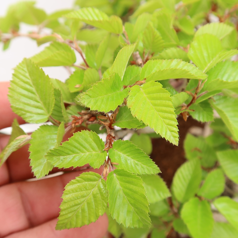 Bonsai voor buiten -Carpinus Coreana - Koreaanse haagbeuk