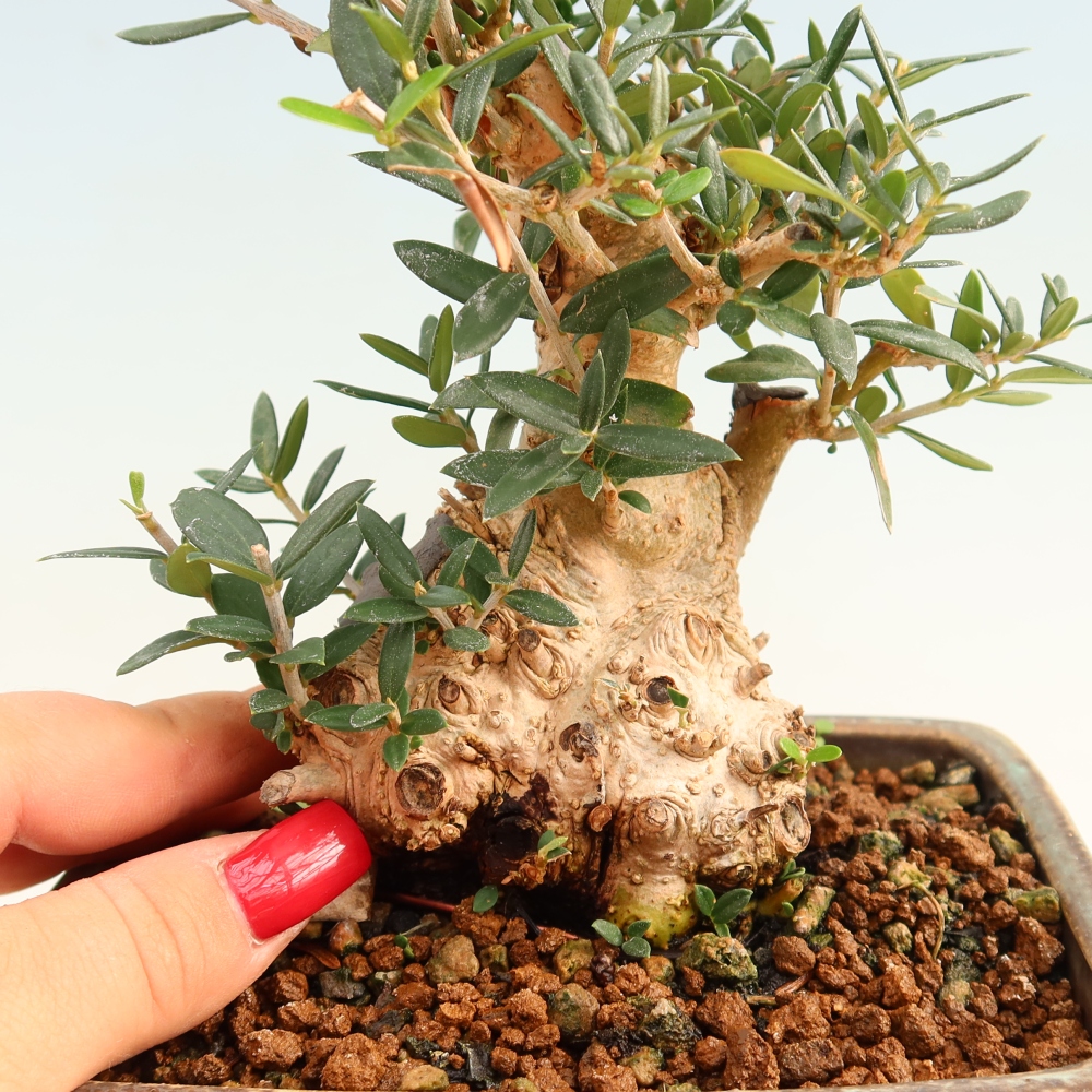 Bonsai voor binnen - Olea europaea sylvestris