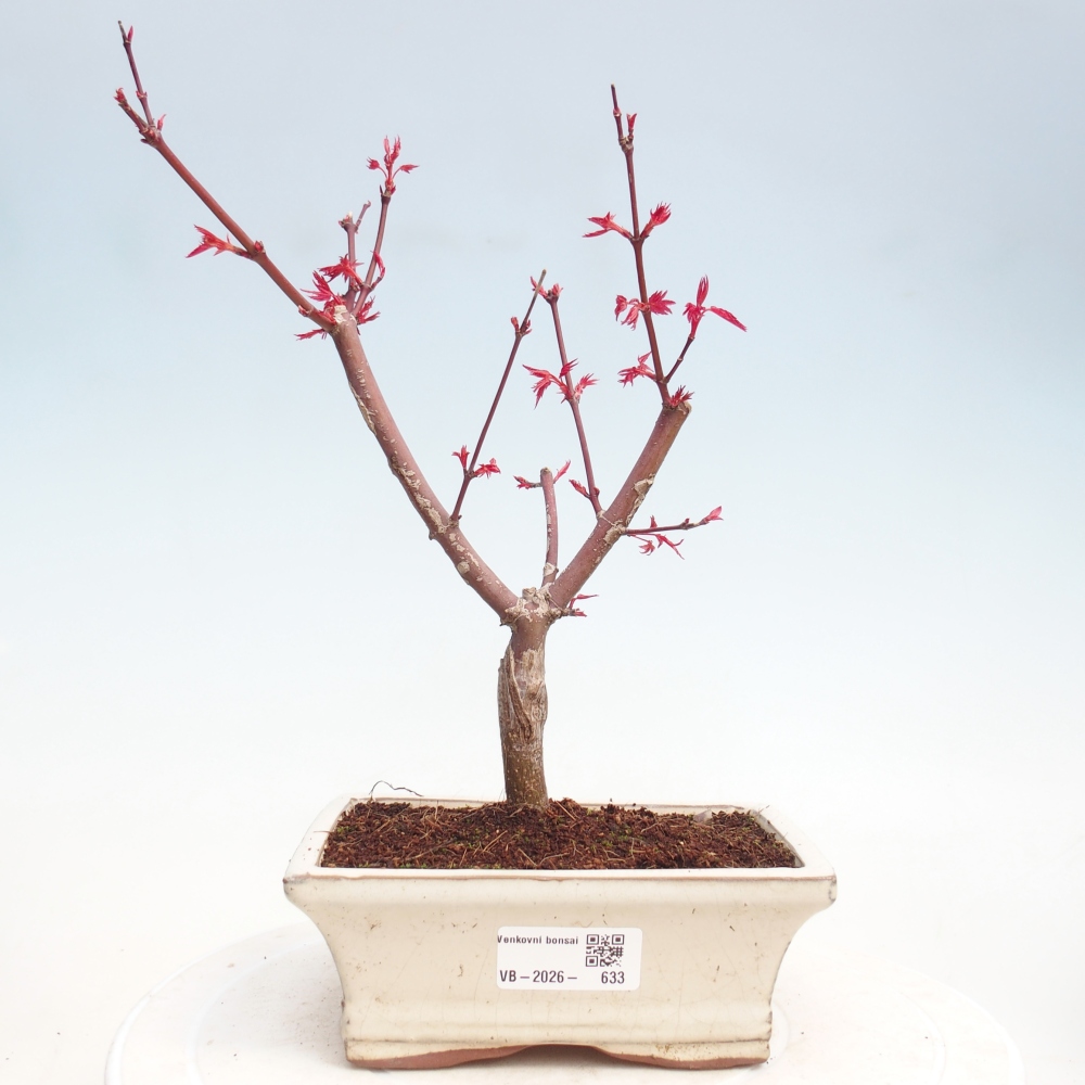 Bonsai voor buiten - Acer palmatum DESHOJO