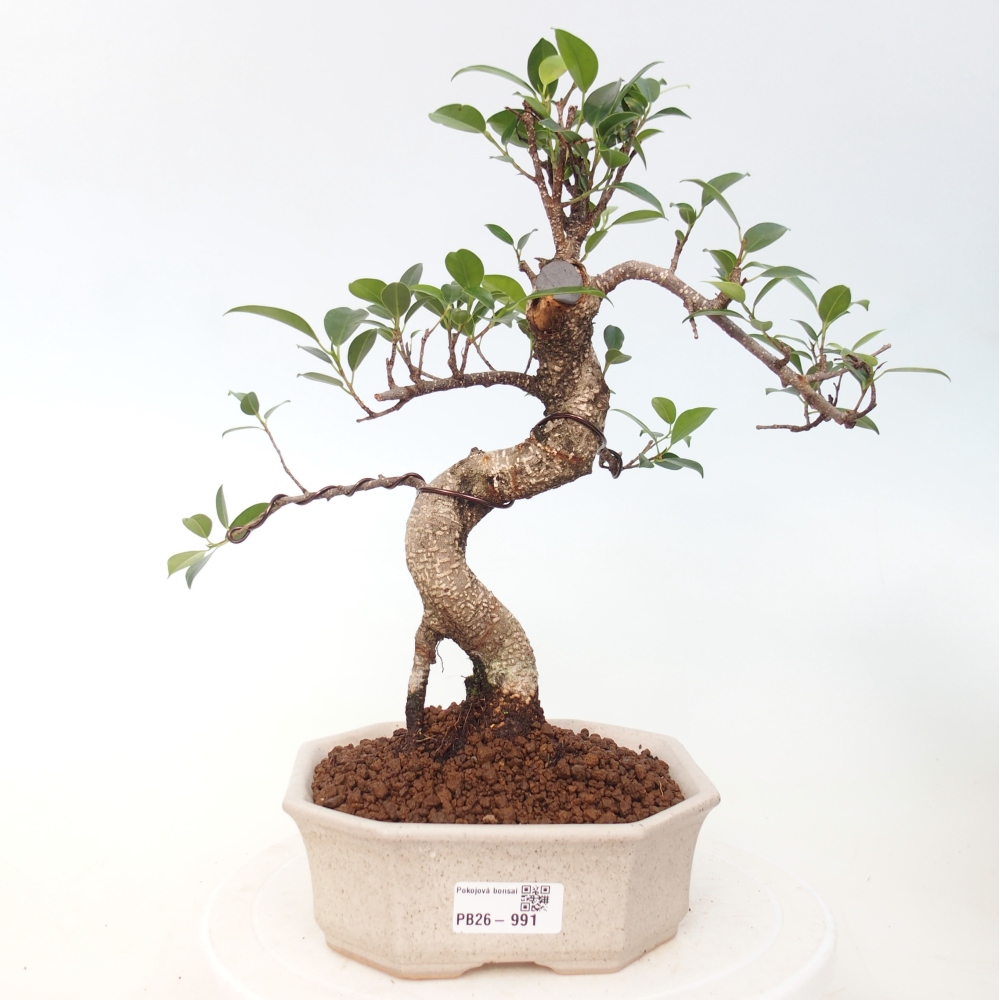 Kamerbonsai - Ficus retusa - kleinbladige ficus